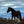 Load image into Gallery viewer, wild horse greeting card
