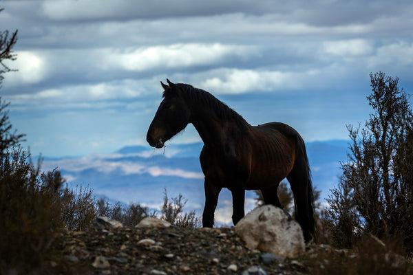 wild horse greeting card