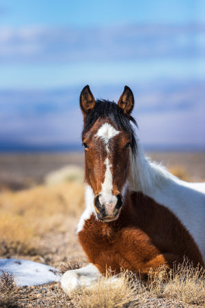 Wild Pinto Horse greeting card