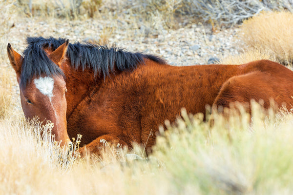 Sleepy Wild Stallion 5x7 Blank Greeting Card