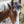 A Wild Horse Named Blue Greeting card