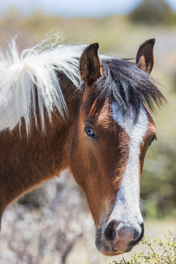 A Wild Horse Named Blue Greeting card