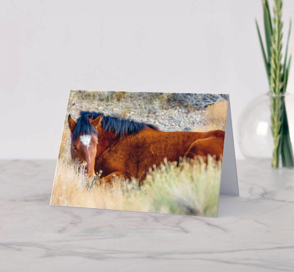 Sleepy Wild Stallion 5x7 Blank Greeting Card